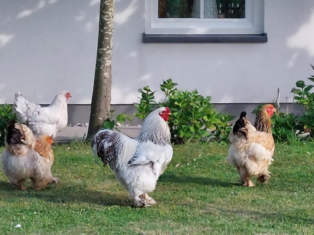 De Tulp Bed and Breakfast Noordgouwe Εξωτερικό φωτογραφία